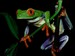 frogger01 avatar