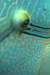 animalballets avatar
