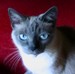 pennyroile avatar