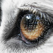 enchantedwolf avatar