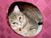 kitteh avatar