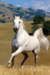 horsebooklover avatar