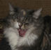 femmecat avatar