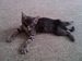 mykittykatz avatar