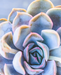 summer-rose avatar