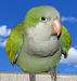 libirdian avatar
