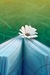 indigospring avatar