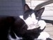 armysweetpea avatar