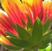 gardenangel avatar