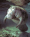 iwillrejoice avatar