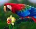 macaw avatar