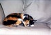 sleepycalico avatar