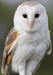athenasbarnowl avatar