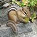 chipmunk avatar