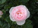 4everflowers avatar