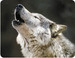 paranormalwolflover avatar
