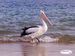 oddpelican