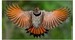 bkydbirder
