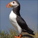 puffin14 avatar