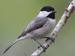 chickadee8 avatar