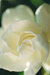 gardenia avatar
