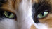 CalicoKat avatar